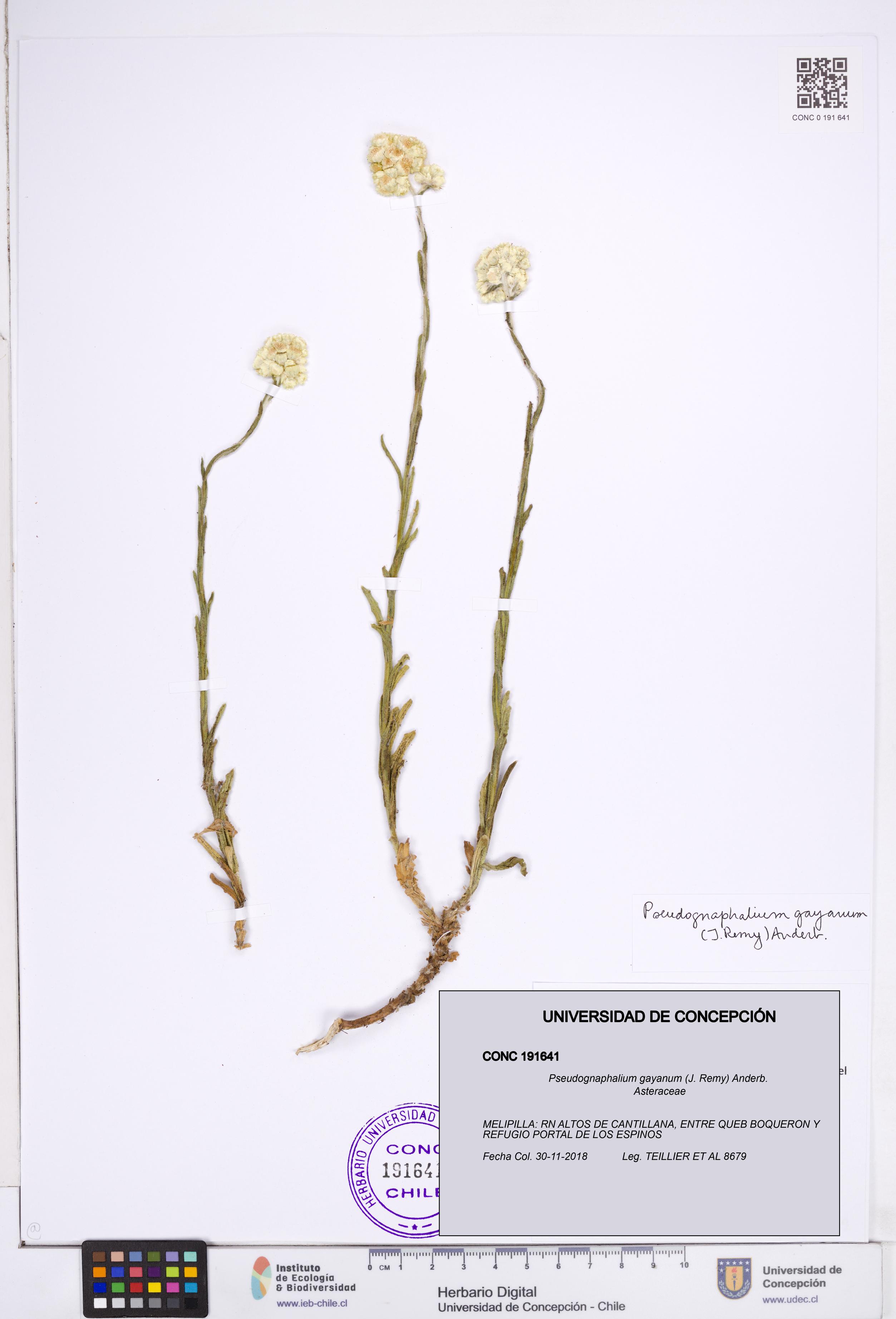 Pseudognaphalium gayanum [Espécimen: ]