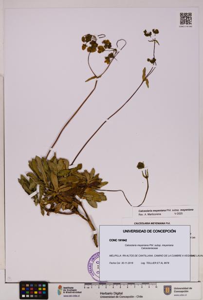 Calceolaria meyeniana subsp. meyeniana [Espécimen: UDEC:CONC:0191642]