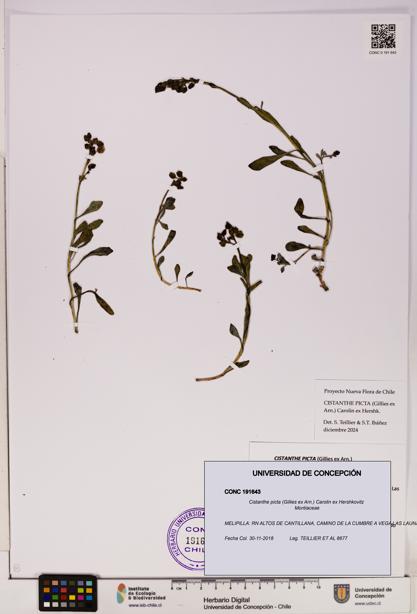 Cistanthe picta [Espécimen: UDEC:CONC:0191643]