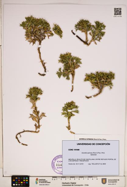 Azorella spinosa [Espécimen: ]