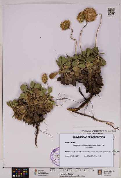 Haplopappus macrocephalus [Espécimen: UDEC:CONC:0191647]