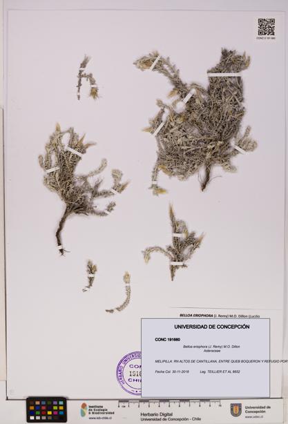 Belloa eriophora [Espécimen: UDEC:CONC:0191660]