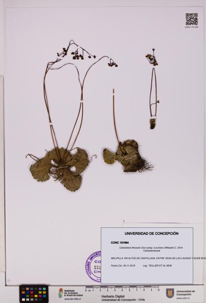 Calceolaria filicaulis [Espécimen: UDEC:CONC:0191664]