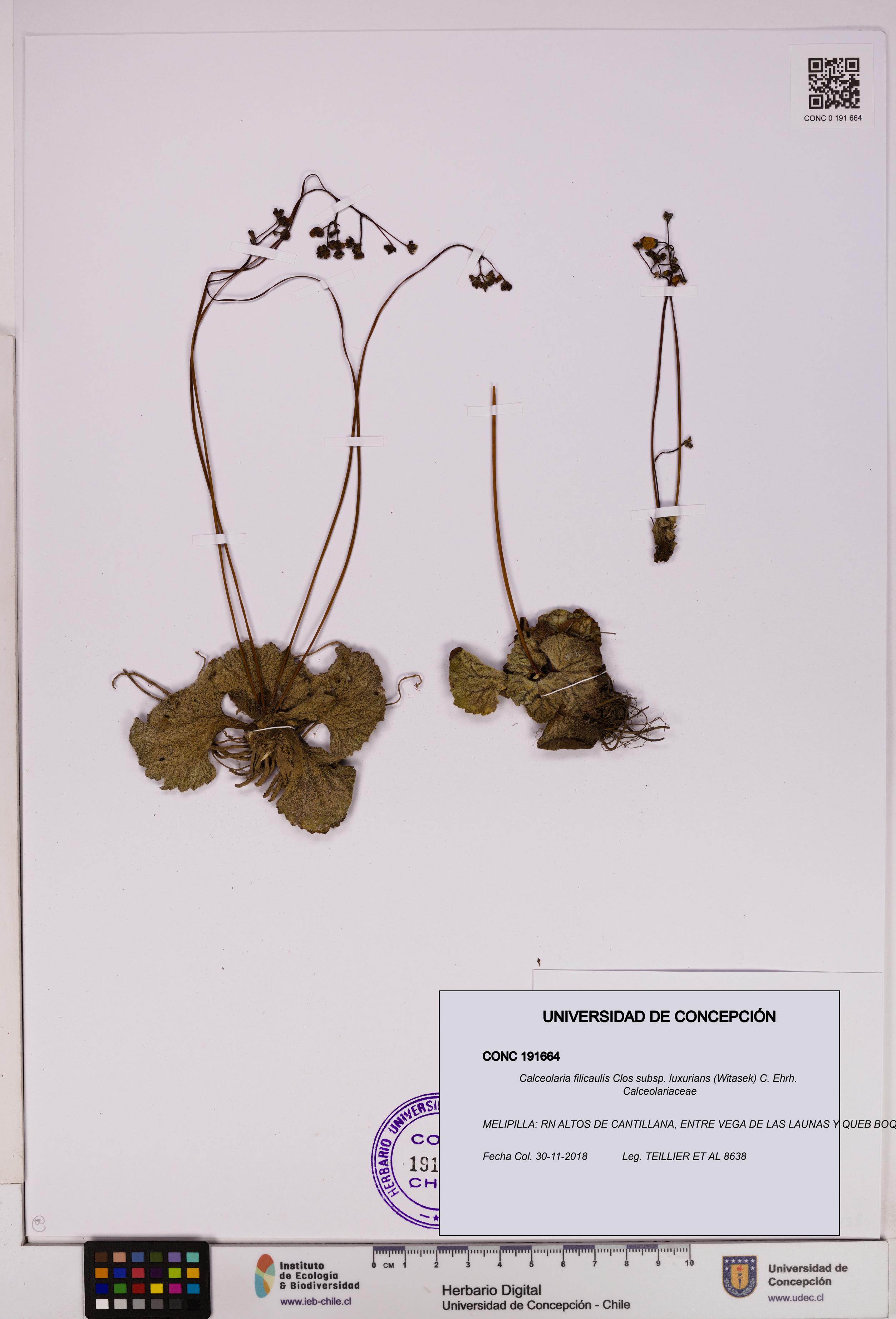 Calceolaria filicaulis [Espécimen: UDEC:CONC:0191664]