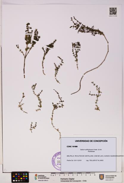 Galium suffruticosum [Espécimen: UDEC:CONC:0191666]