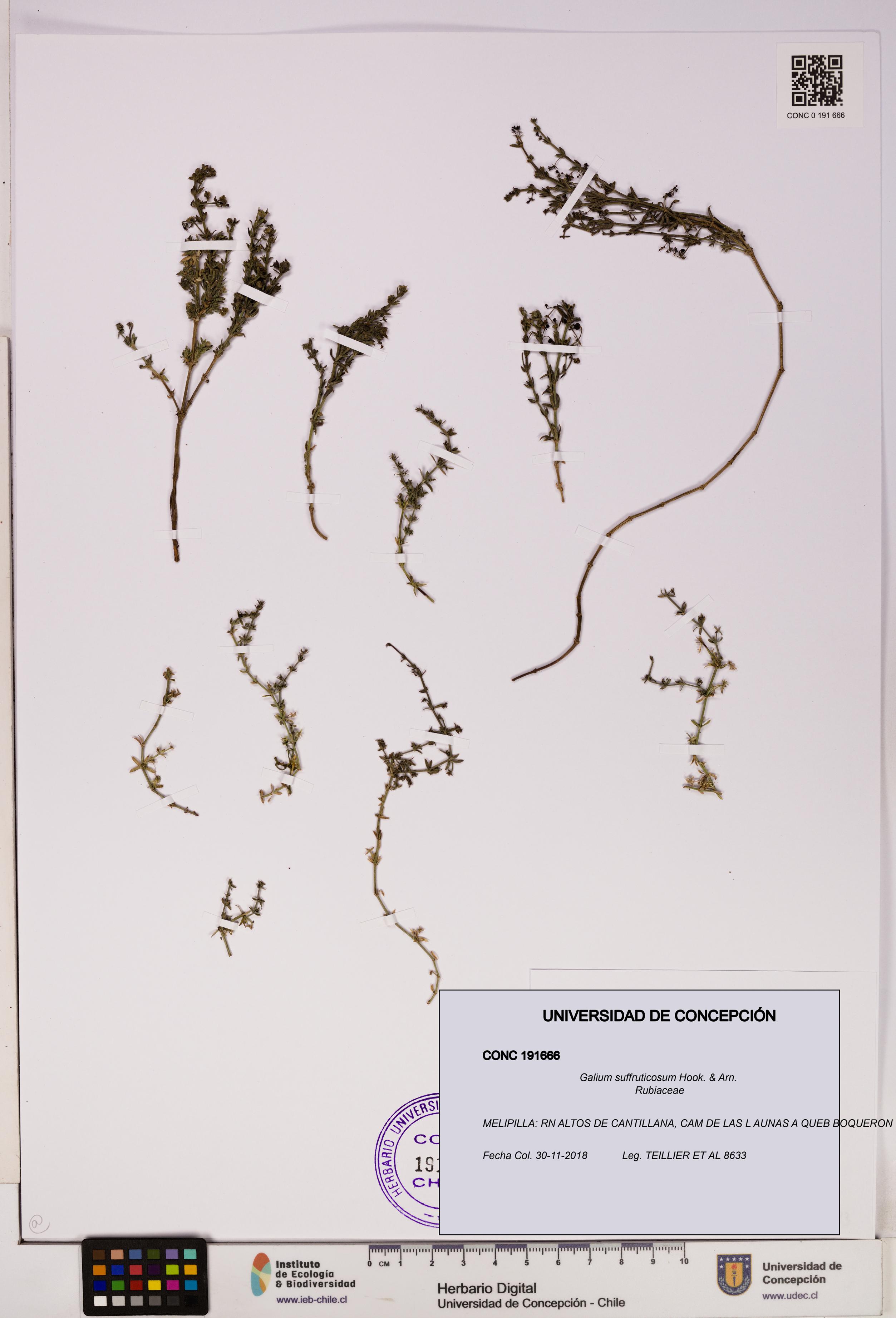 Galium suffruticosum [Espécimen: UDEC:CONC:0191666]