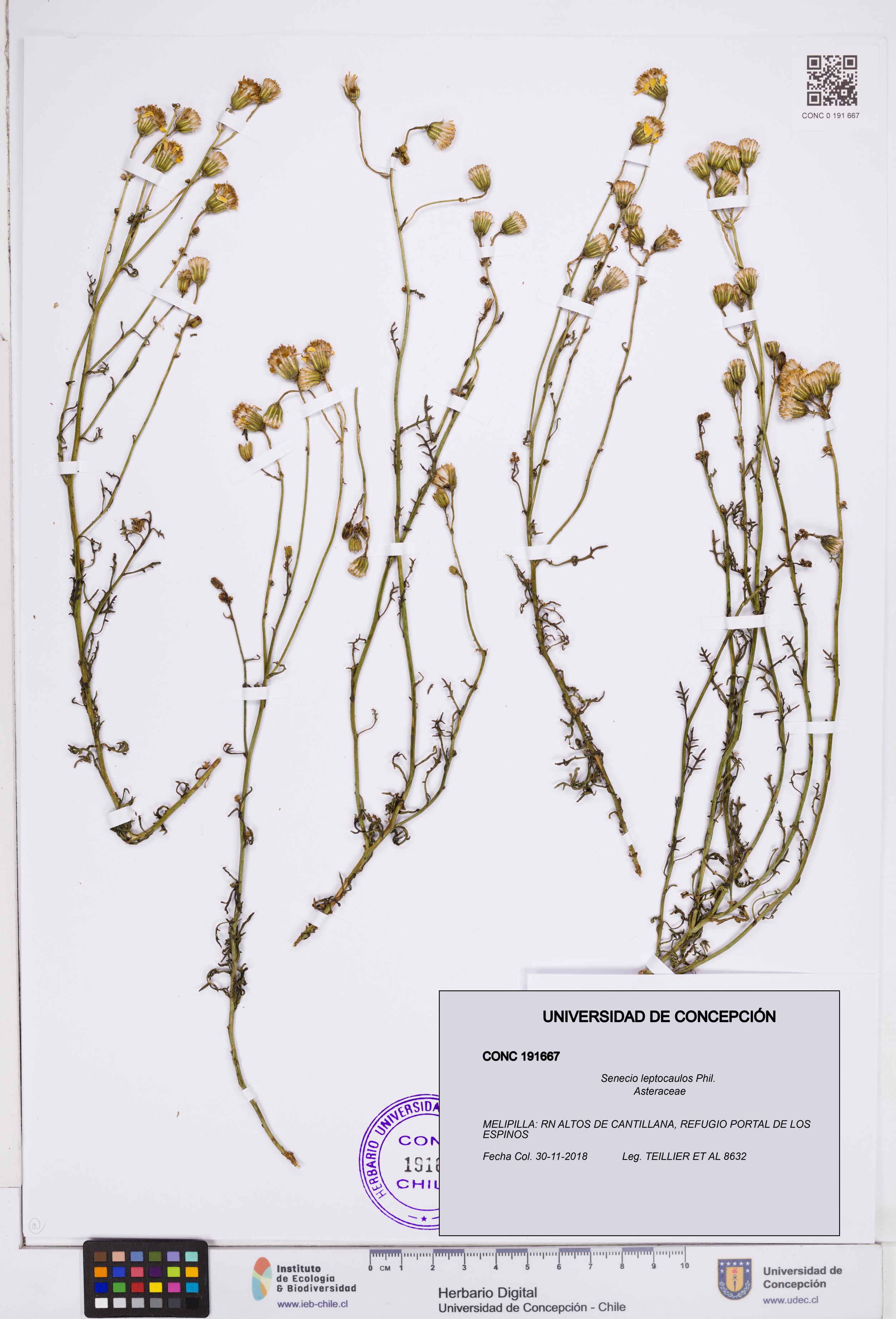 Senecio leptocaulos [Espécimen: ]