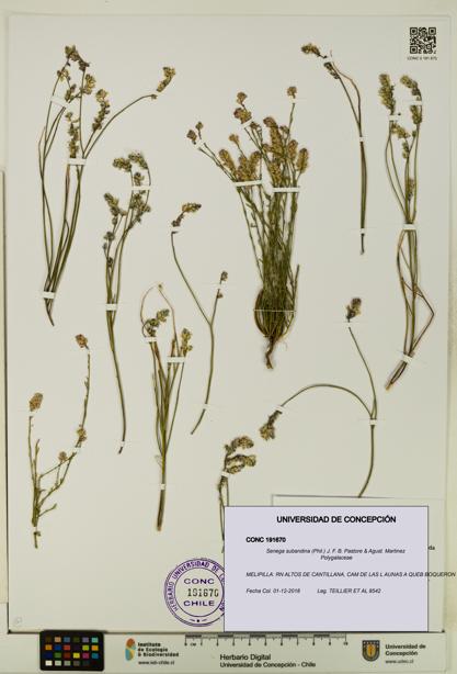 Senega subandina [Espécimen: UDEC:CONC:0191670]