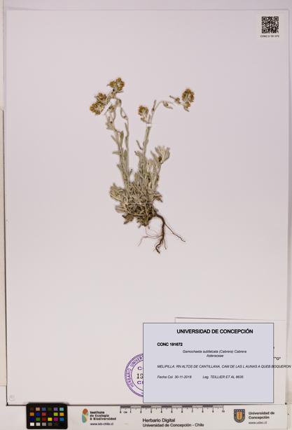 Gamochaeta subfalcata [Espécimen: UDEC:CONC:0191672]