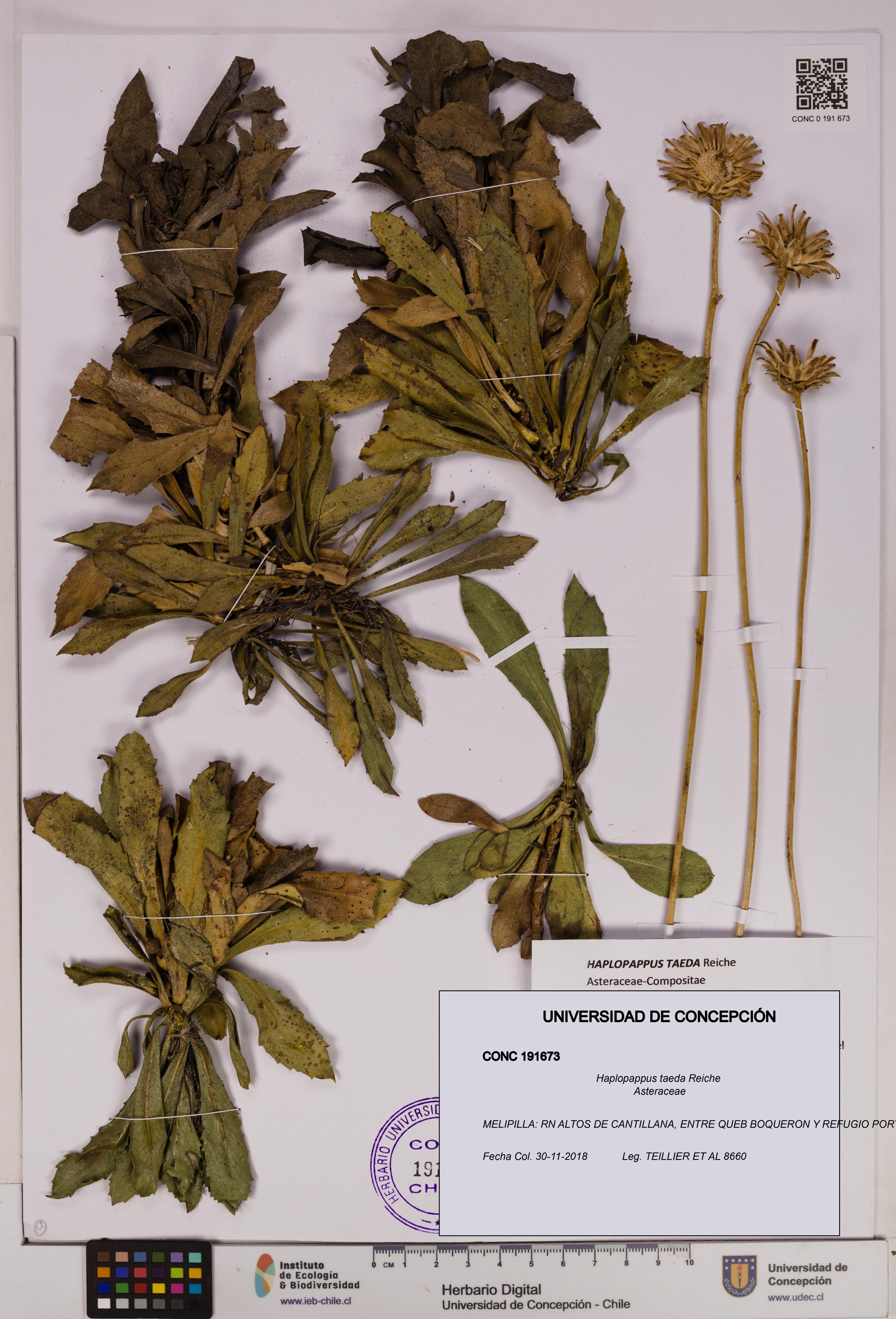 Haplopappus taeda [Espécimen: UDEC:CONC:0191673]