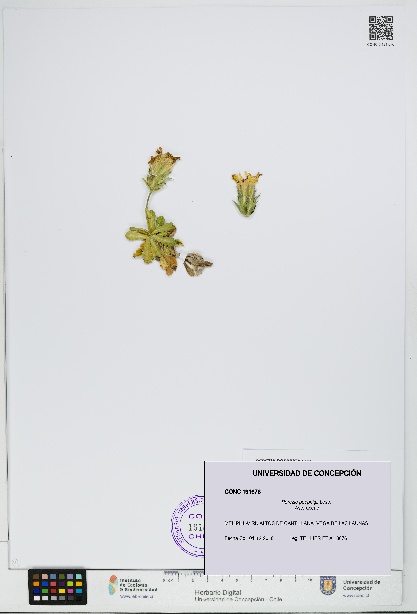 Perezia poeppigii [Espécimen: UDEC:CONC:0191676]