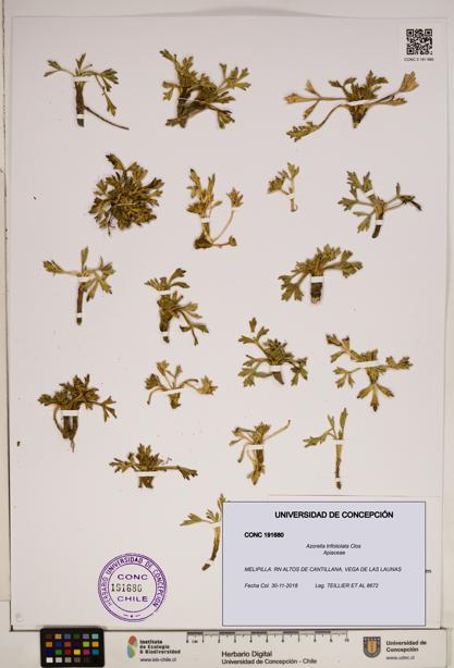Azorella trifoliolata [Espécimen: ]