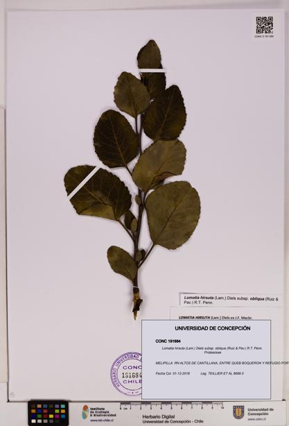 Lomatia hirsuta [Espécimen: UDEC:CONC:0191684]