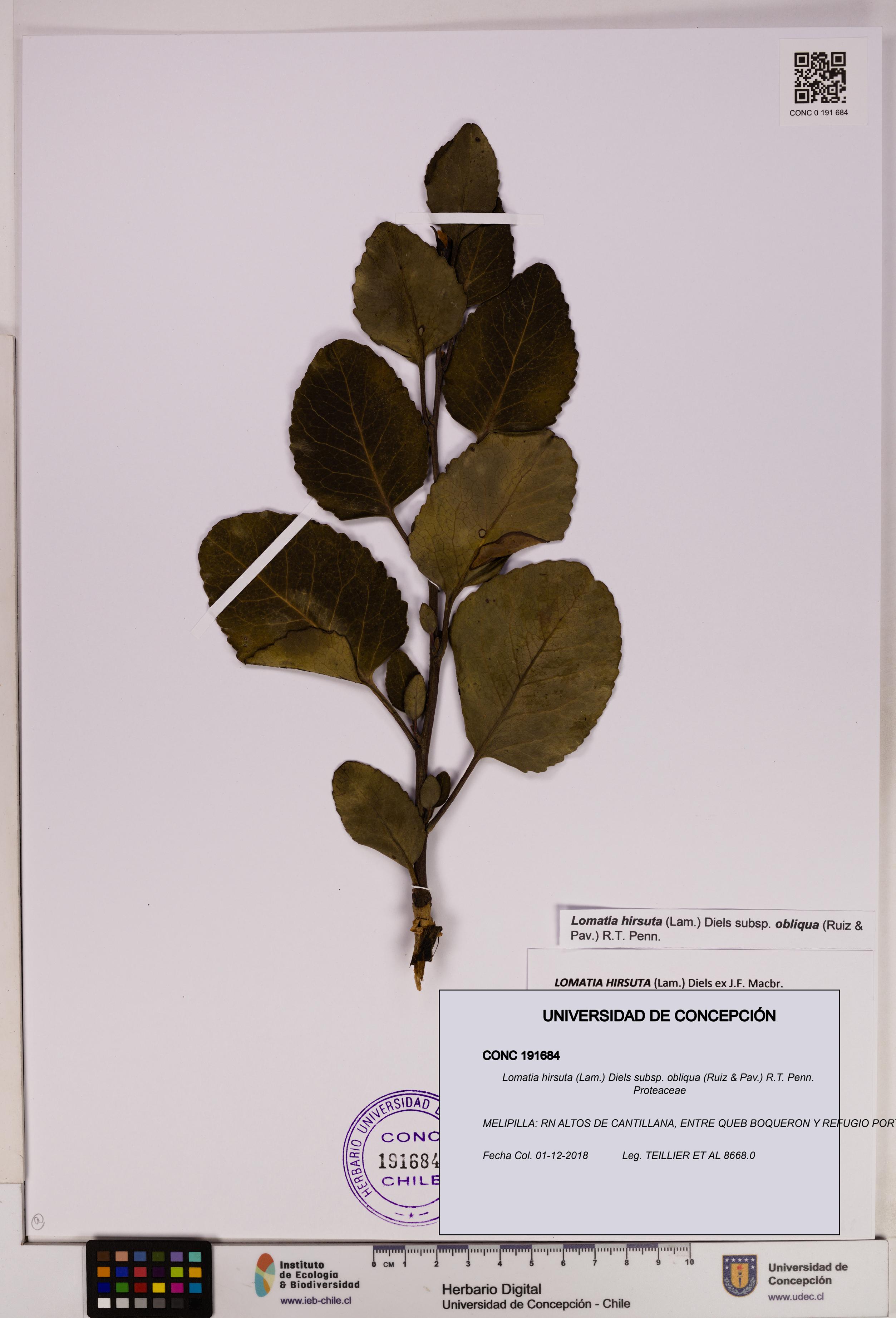 Lomatia hirsuta [Espécimen: UDEC:CONC:0191684]