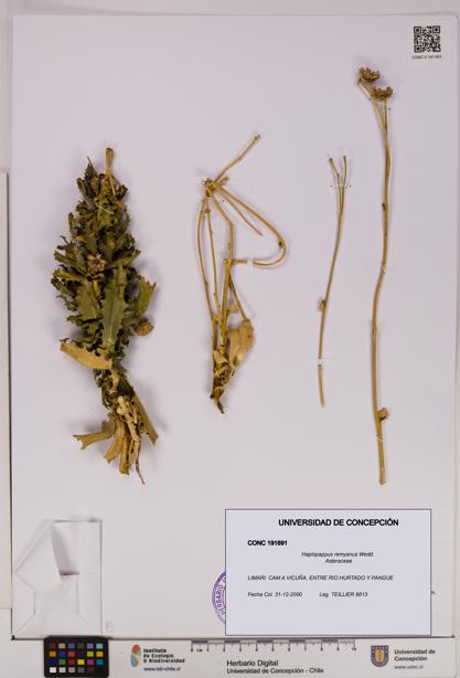 Haplopappus remyanus [Espécimen: UDEC:CONC:0191691]