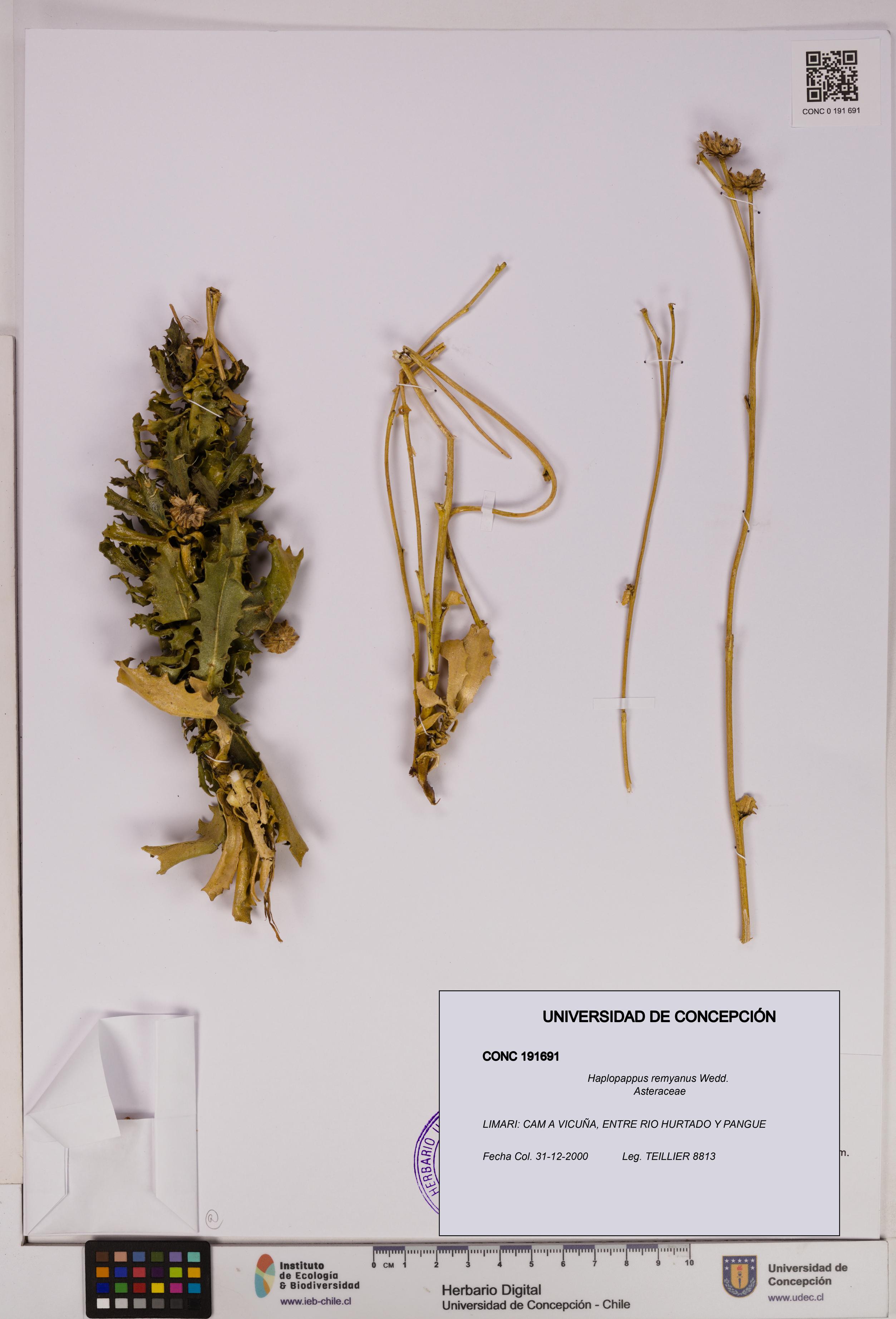 Haplopappus remyanus [Espécimen: UDEC:CONC:0191691]