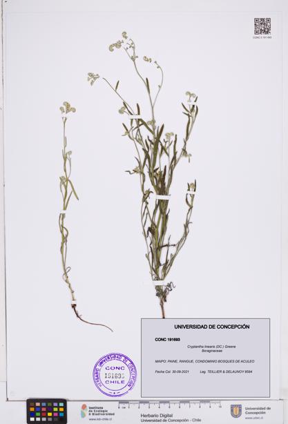 Cryptantha linearis [Espécimen: ]