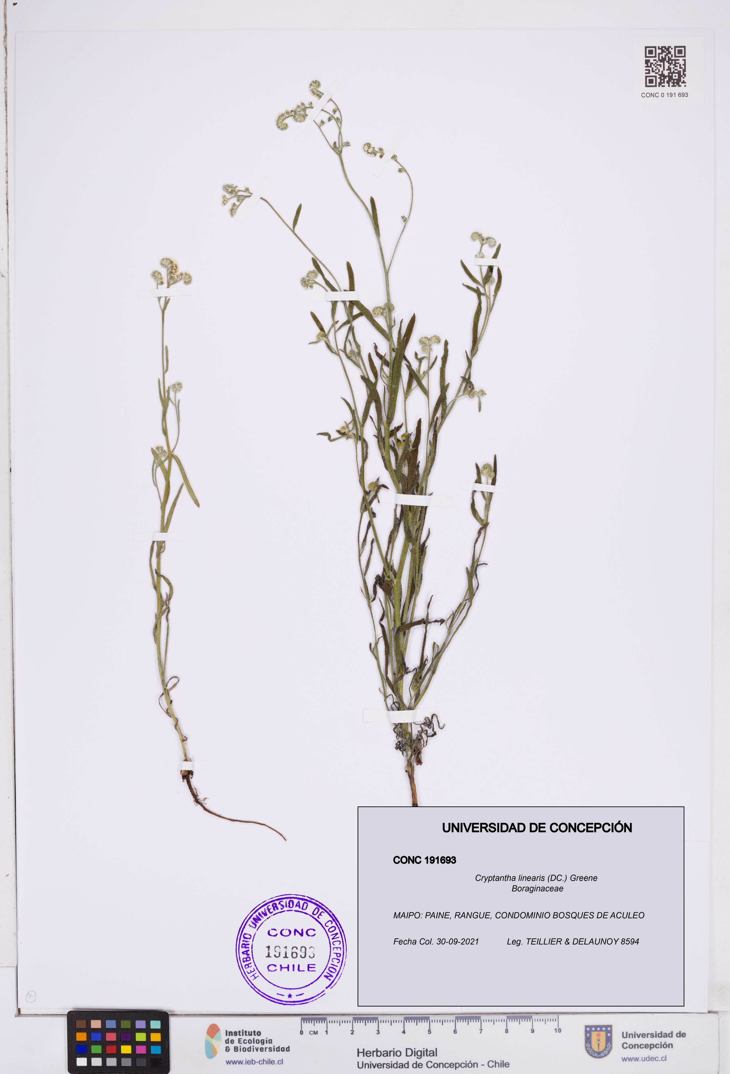 Cryptantha linearis [Espécimen: ]