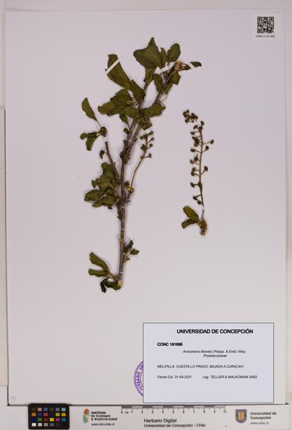 Anisomeria littoralis [Espécimen: UDEC:CONC:0191695]