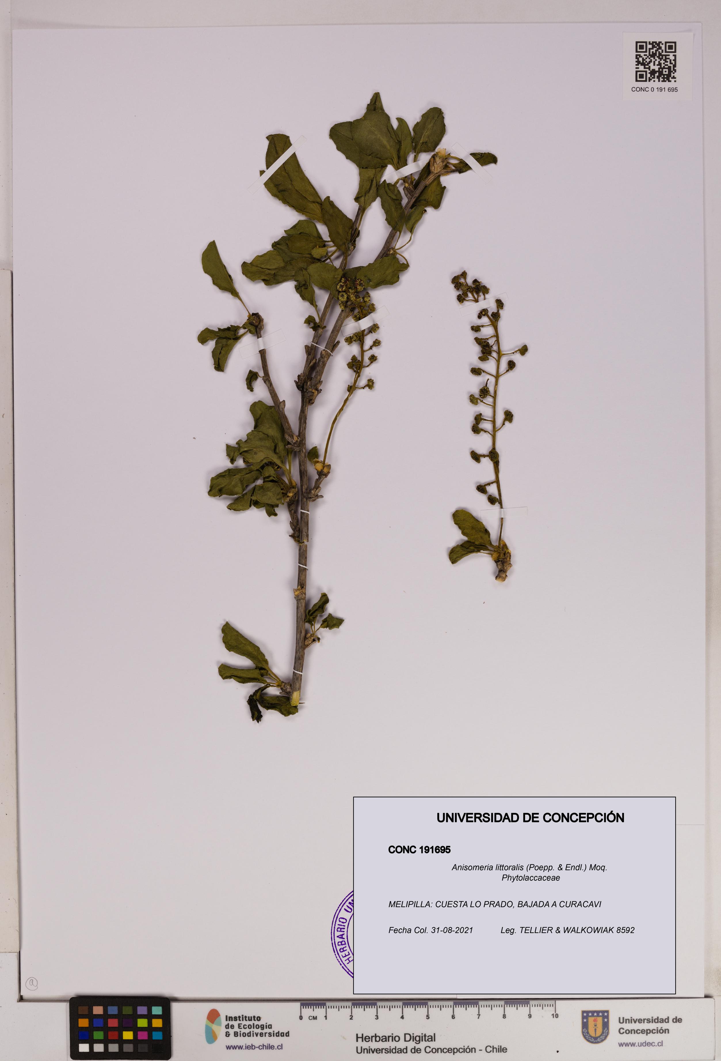 Anisomeria littoralis [Espécimen: UDEC:CONC:0191695]