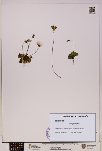 Hypochaeris glabra [Espécimen: UDEC:CONC:0191698]