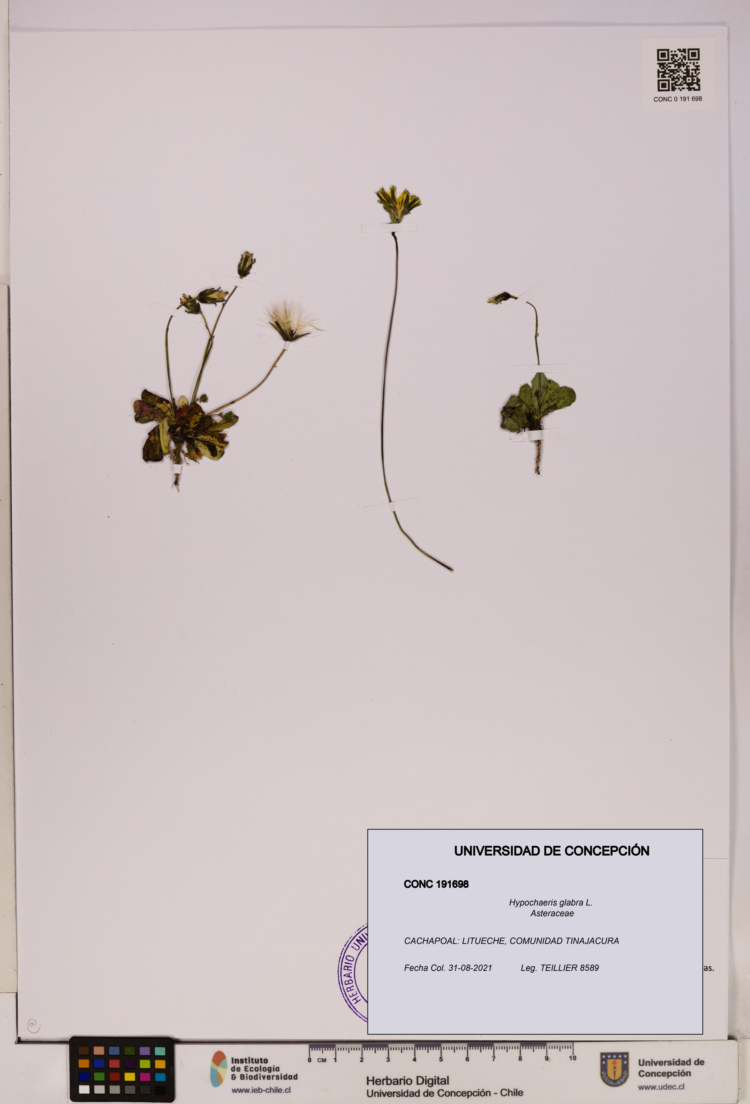 Hypochaeris glabra [Espécimen: UDEC:CONC:0191698]