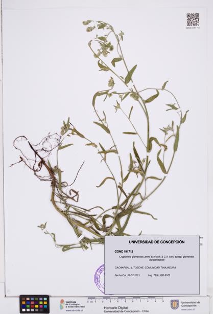 Cryptantha glomerata subsp. glomerata [Espécimen: ]