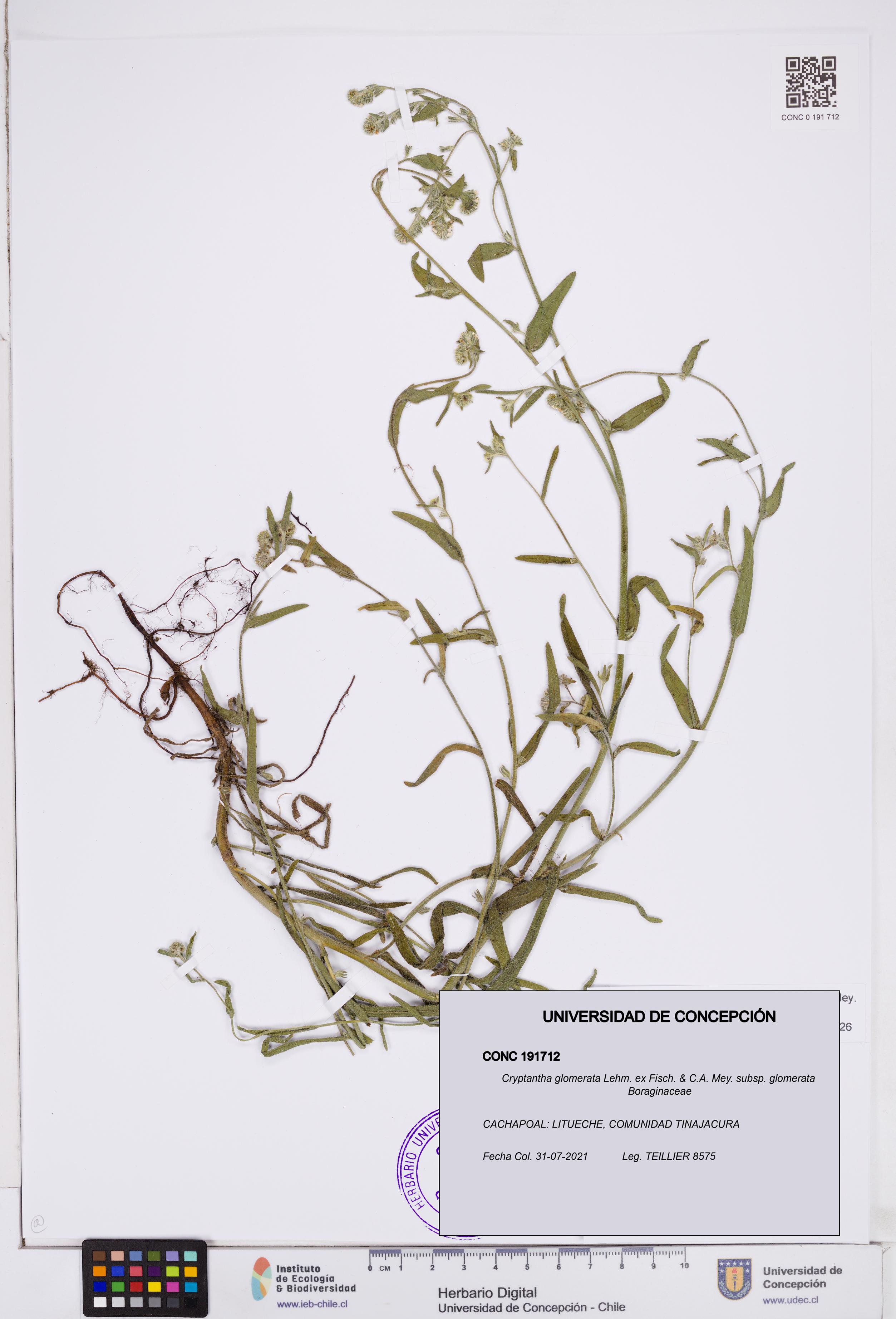 Cryptantha glomerata subsp. glomerata [Espécimen: ]