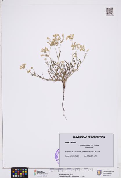 Cryptantha linearis [Espécimen: ]