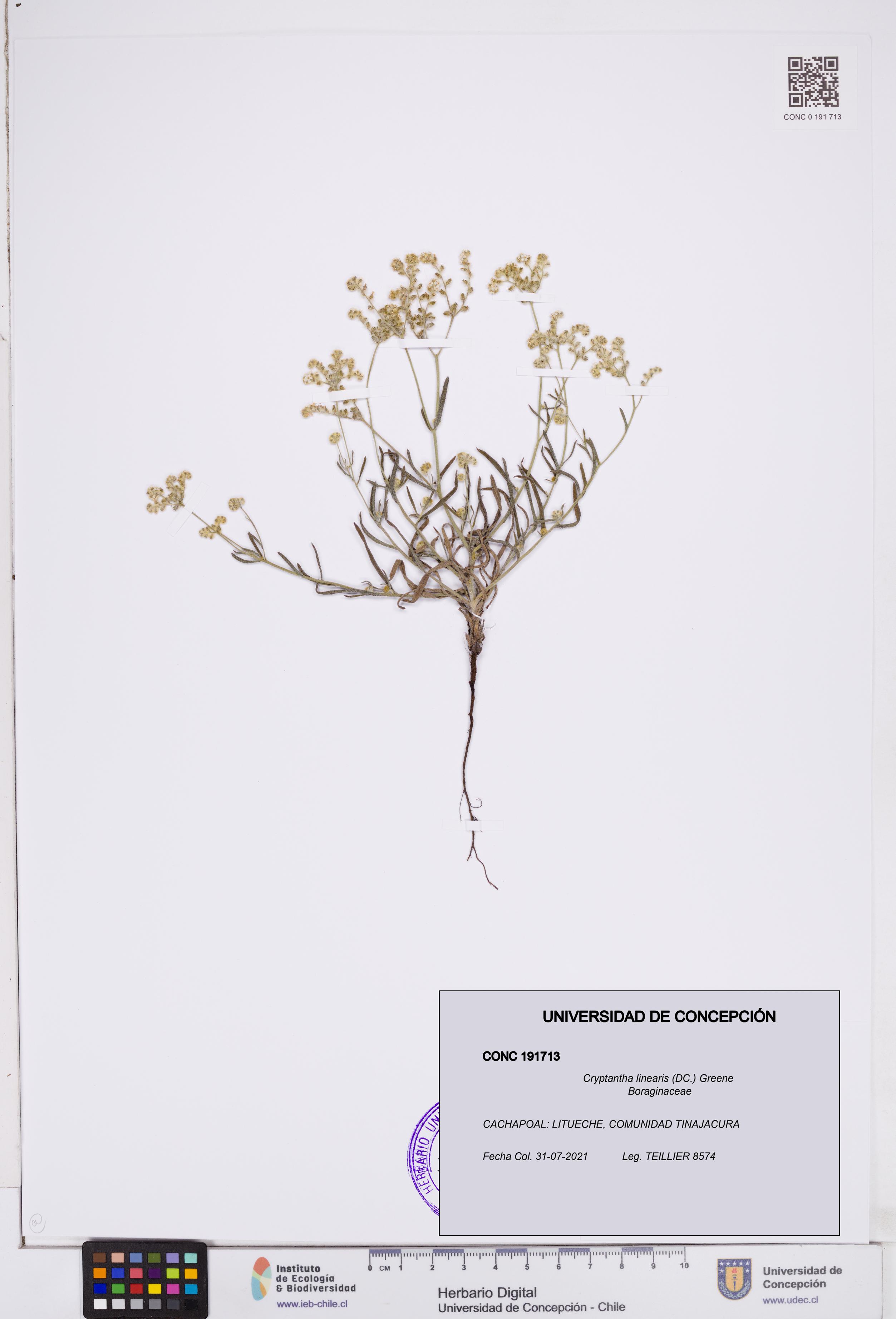 Cryptantha linearis [Espécimen: ]