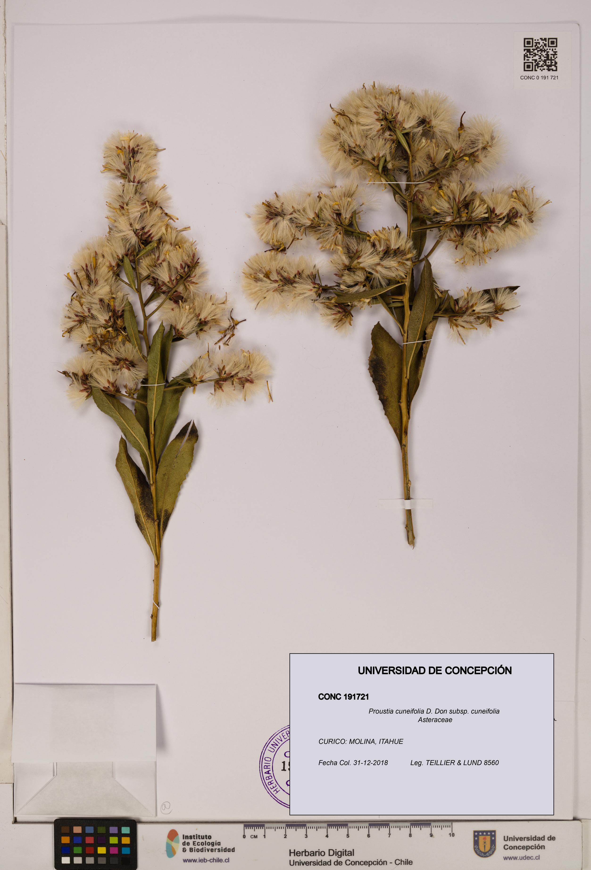 Proustia cuneifolia subsp. cuneifolia [Espécimen: UDEC:CONC:0191721]