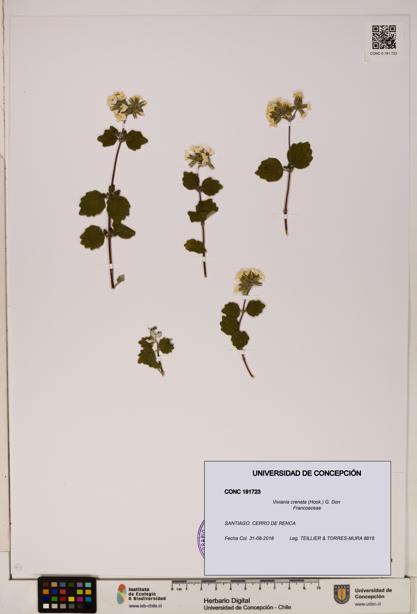 Viviania crenata [Espécimen: ]