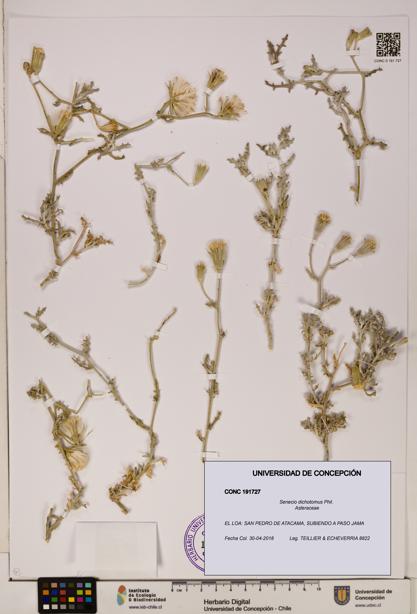 Senecio dichotomus [Espécimen: UDEC:CONC:0191727]