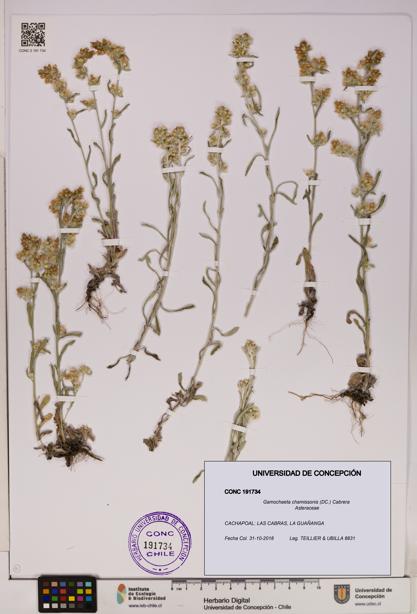 Gamochaeta chamissonis [Espécimen: UDEC:CONC:0191734]