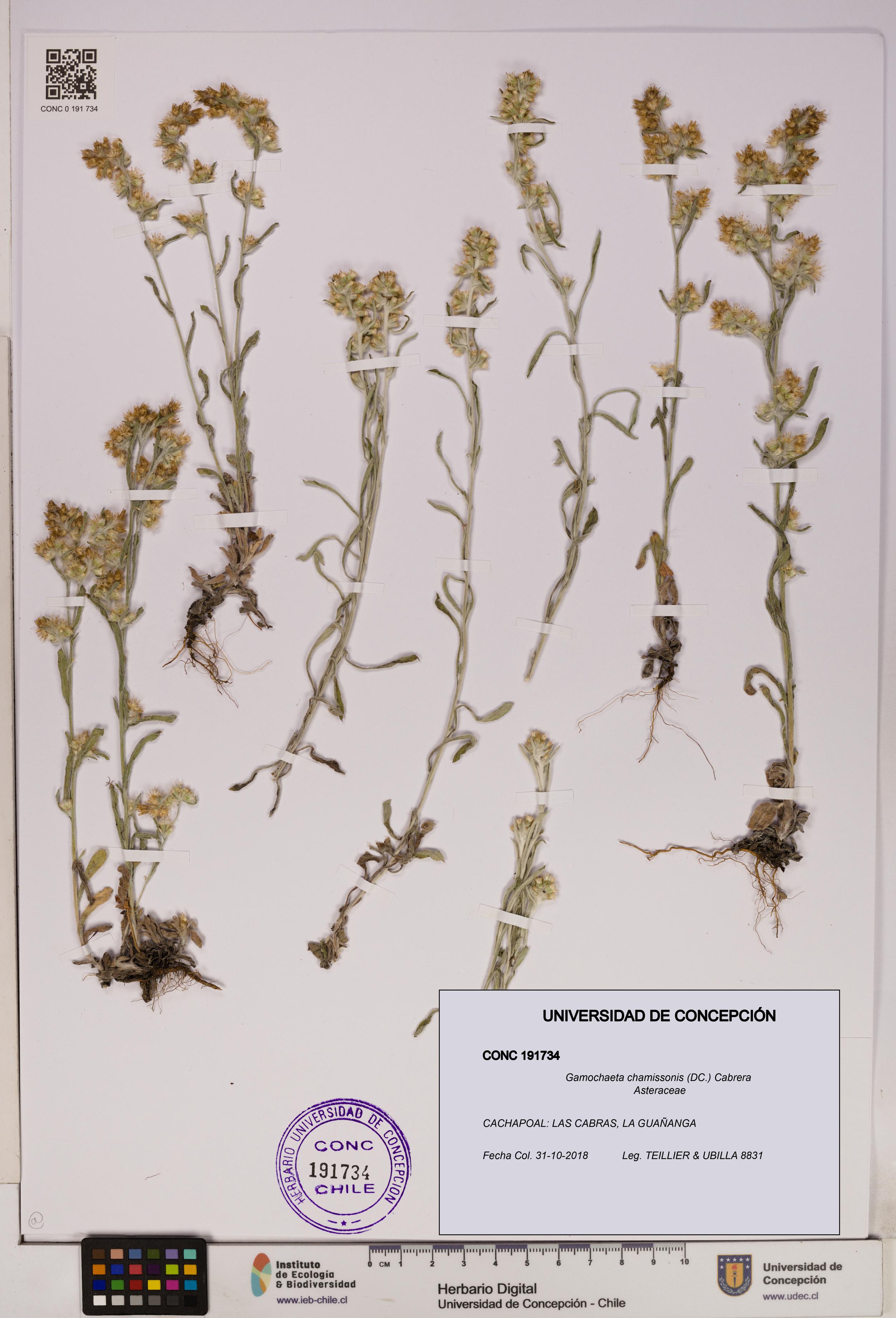 Gamochaeta chamissonis [Espécimen: UDEC:CONC:0191734]