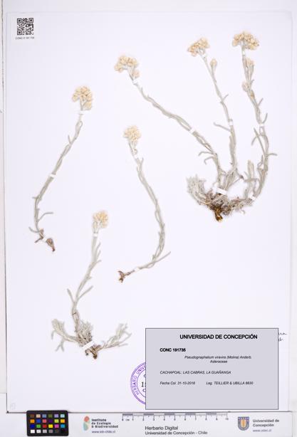 Pseudognaphalium viravira [Espécimen: ]