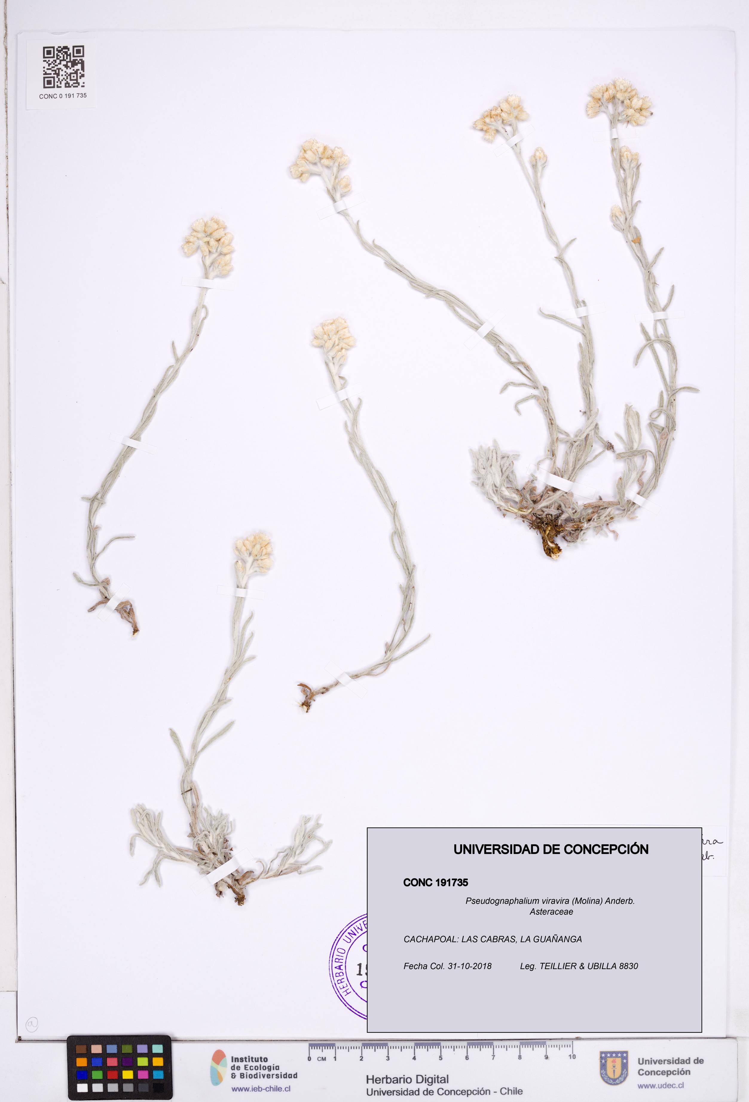 Pseudognaphalium viravira [Espécimen: ]
