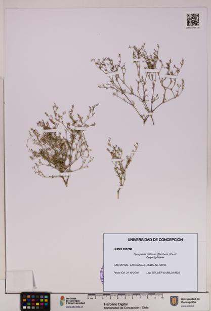 Spergularia platensis [Espécimen: UDEC:CONC:0191738]