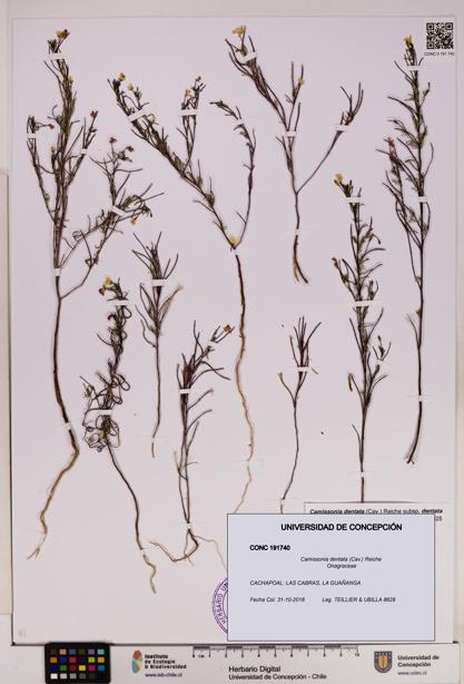 Camissonia dentata [Espécimen: UDEC:CONC:0191740]