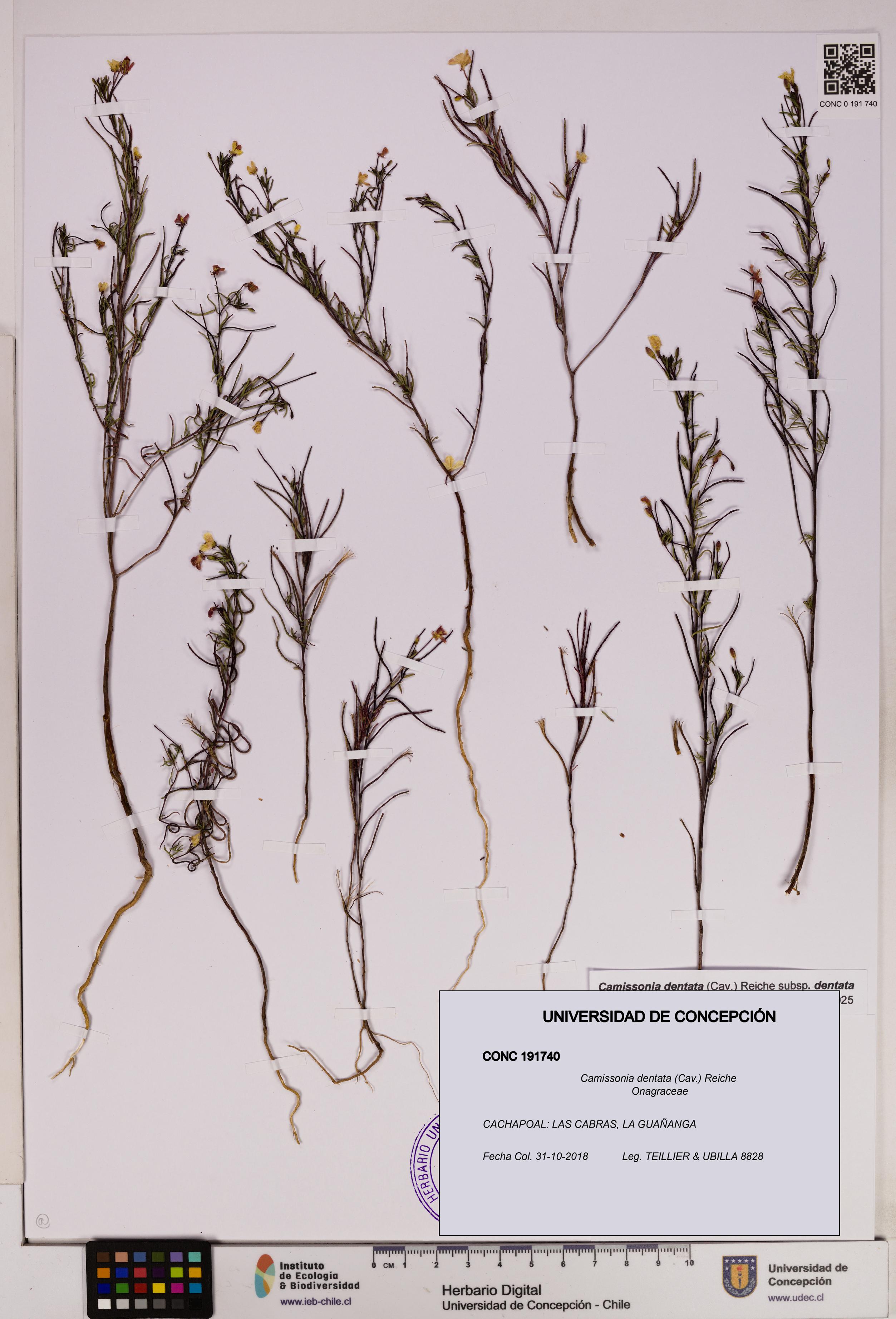 Camissonia dentata [Espécimen: UDEC:CONC:0191740]
