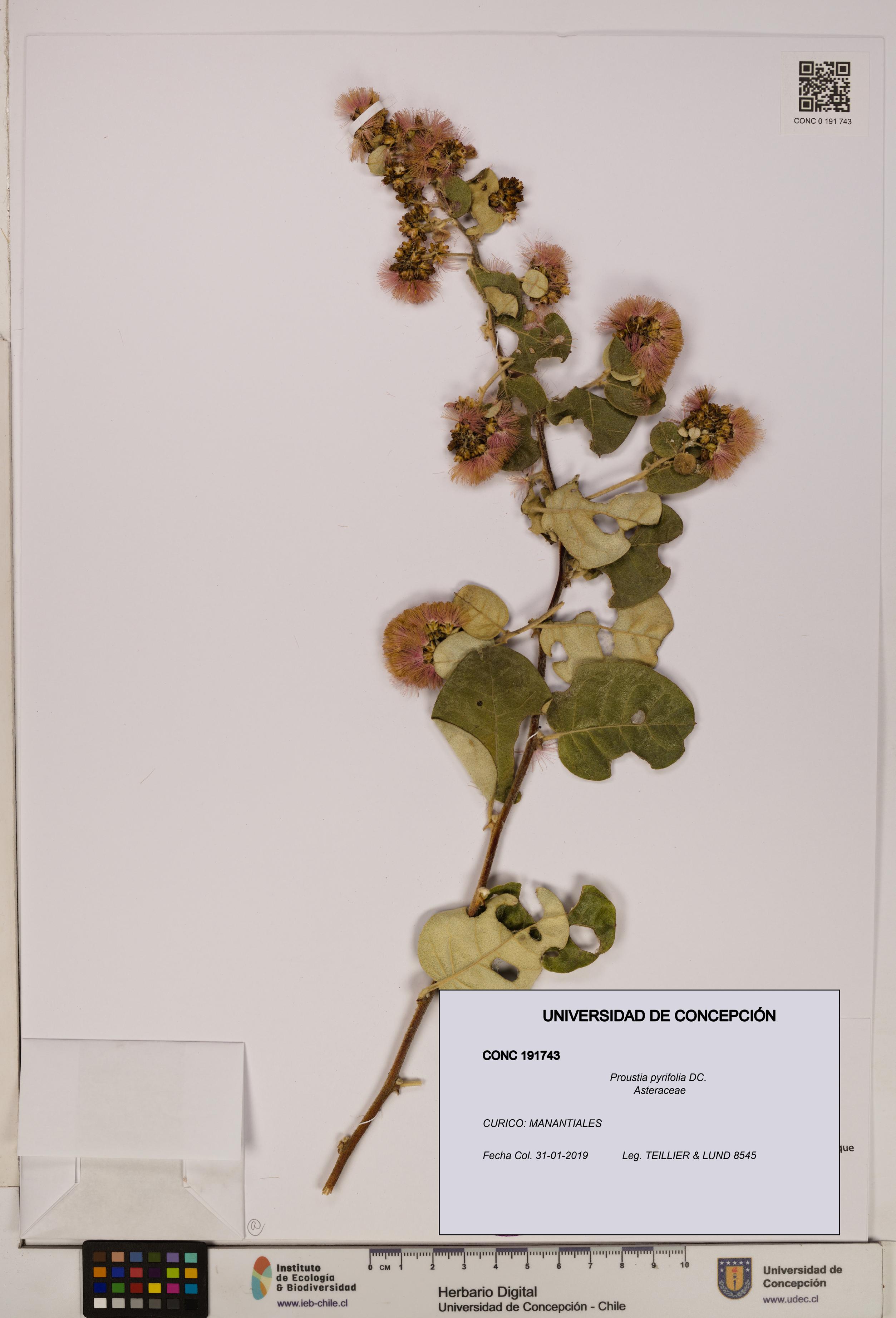Proustia pyrifolia [Espécimen: UDEC:CONC:0191743]