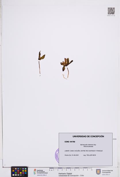 Barneoudia chilensis [Espécimen: ]