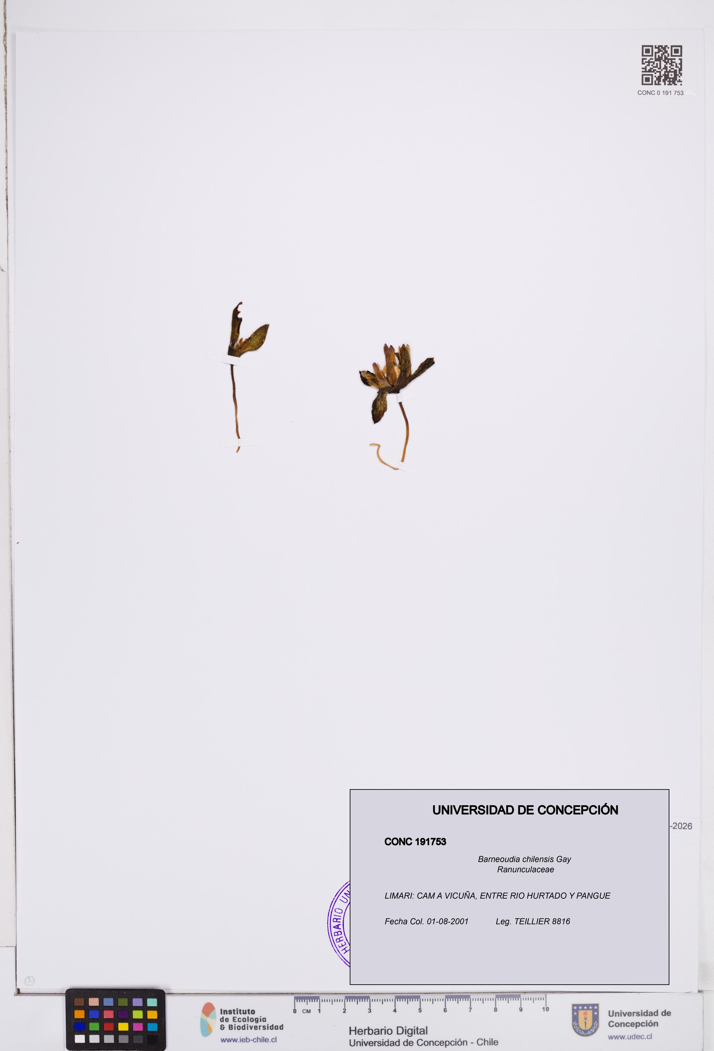 Barneoudia chilensis [Espécimen: ]