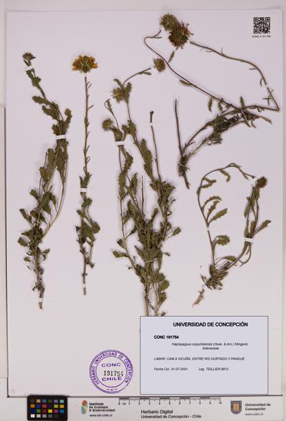 Haplopappus coquimbensis [Espécimen: UDEC:CONC:0191754]