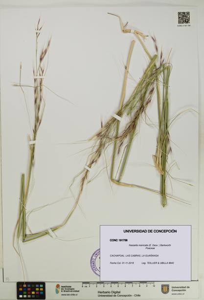 Nassella manicata [Espécimen: UDEC:CONC:0191756]