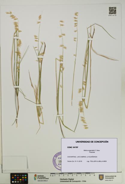 Melica argentata [Espécimen: UDEC:CONC:0191757]