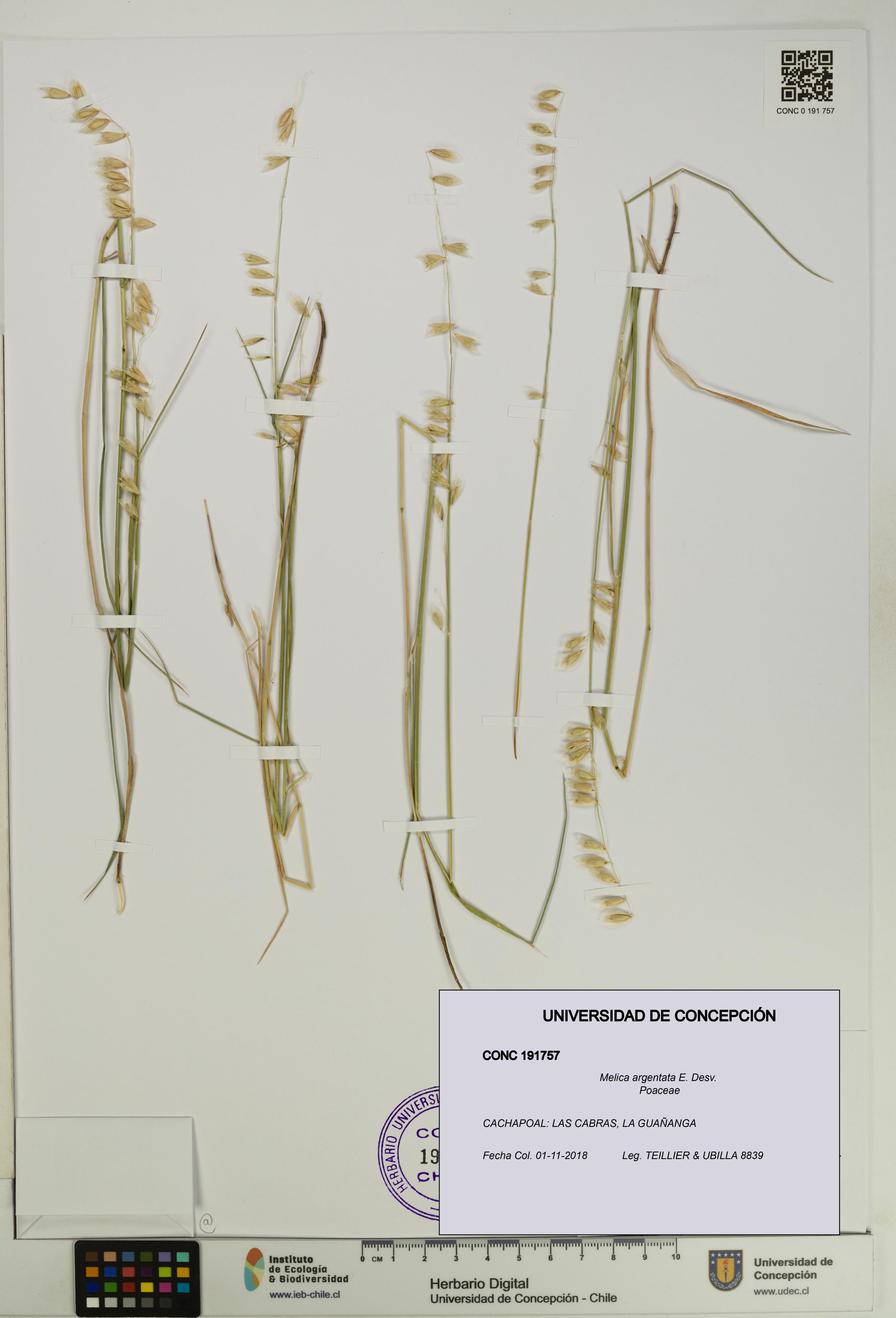 Melica argentata [Espécimen: UDEC:CONC:0191757]