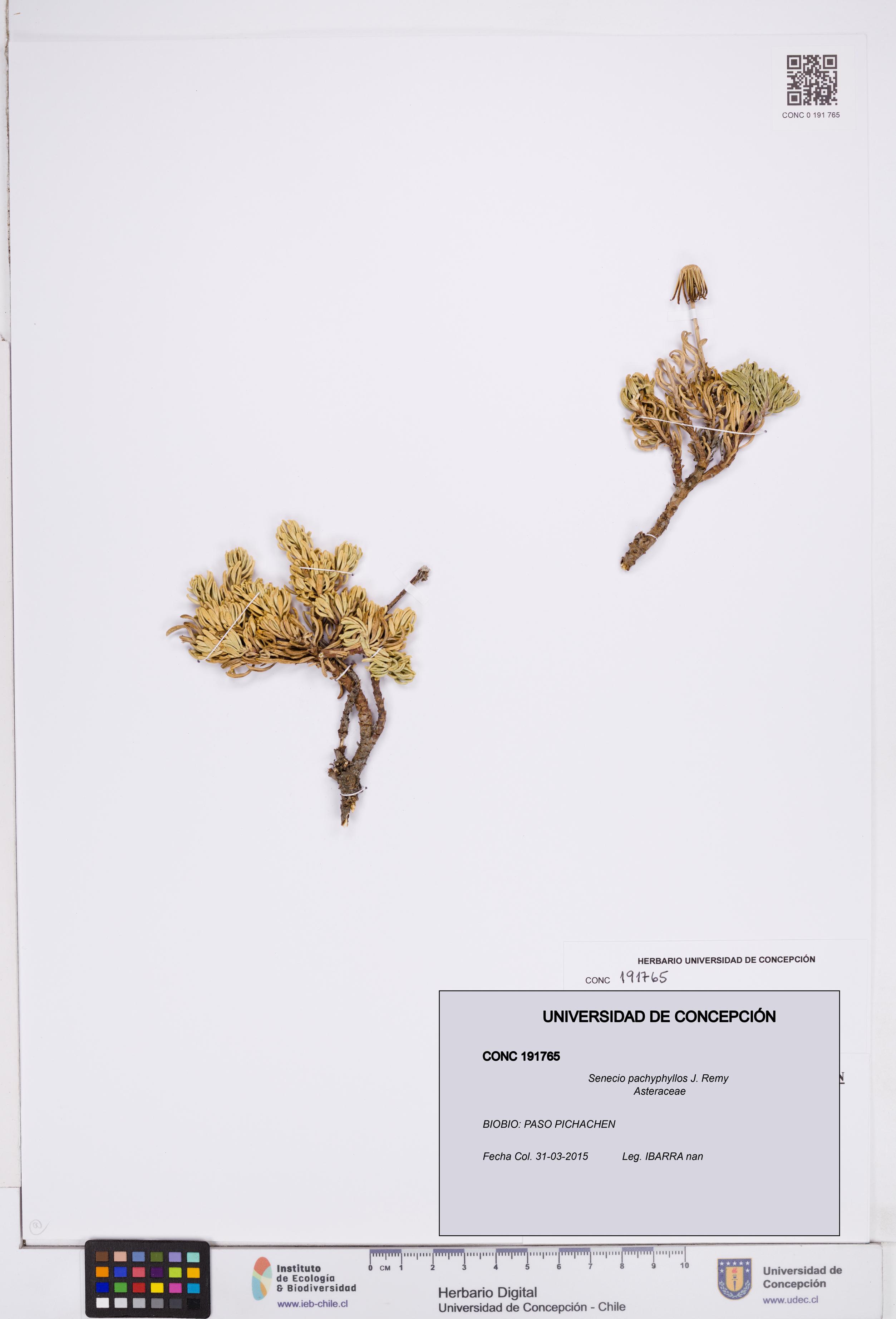 Senecio pachyphyllos [Espécimen: ]