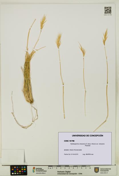 Rytidosperma virescens var. virescens [Espécimen: UDEC:CONC:0191766]