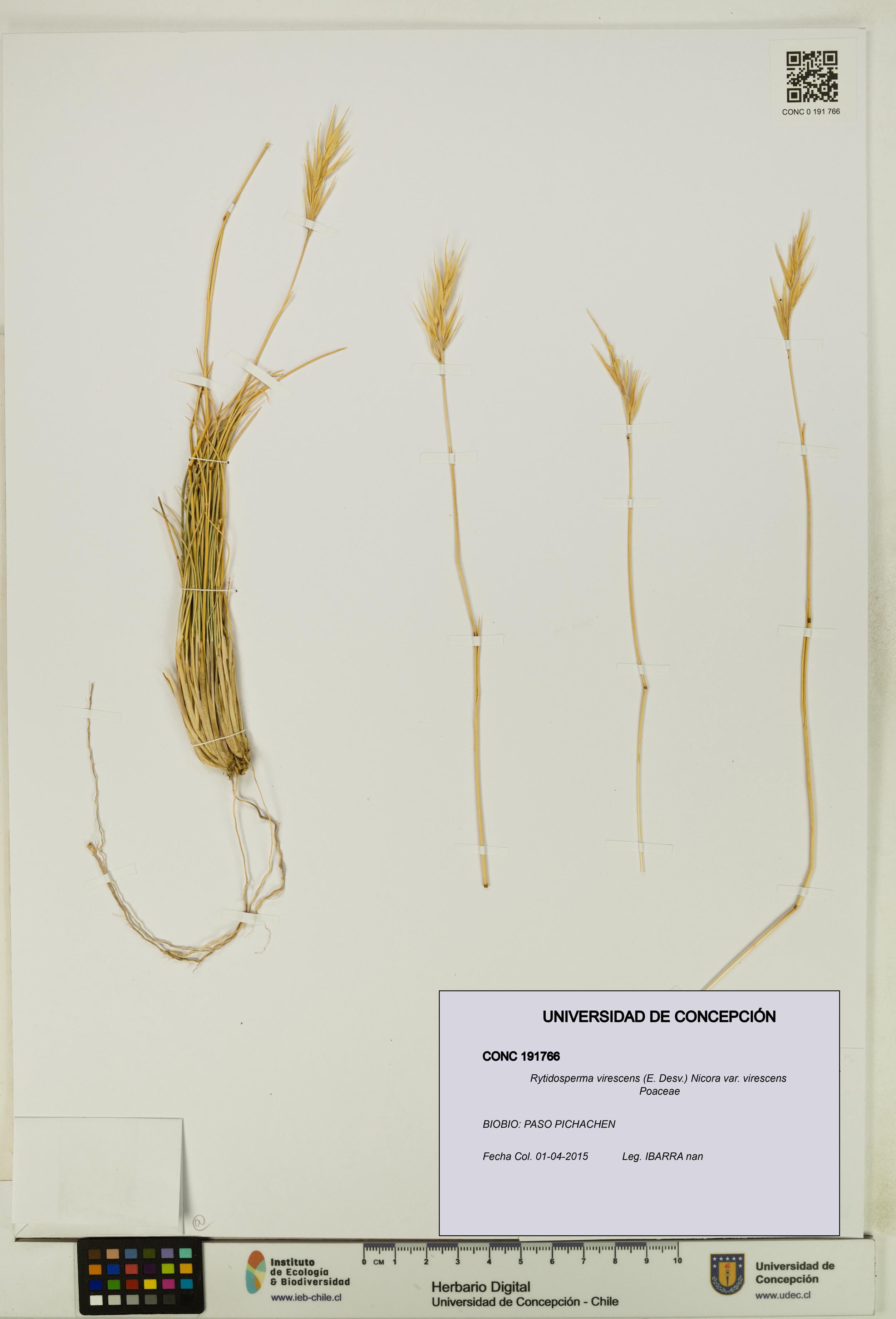 Rytidosperma virescens var. virescens [Espécimen: UDEC:CONC:0191766]